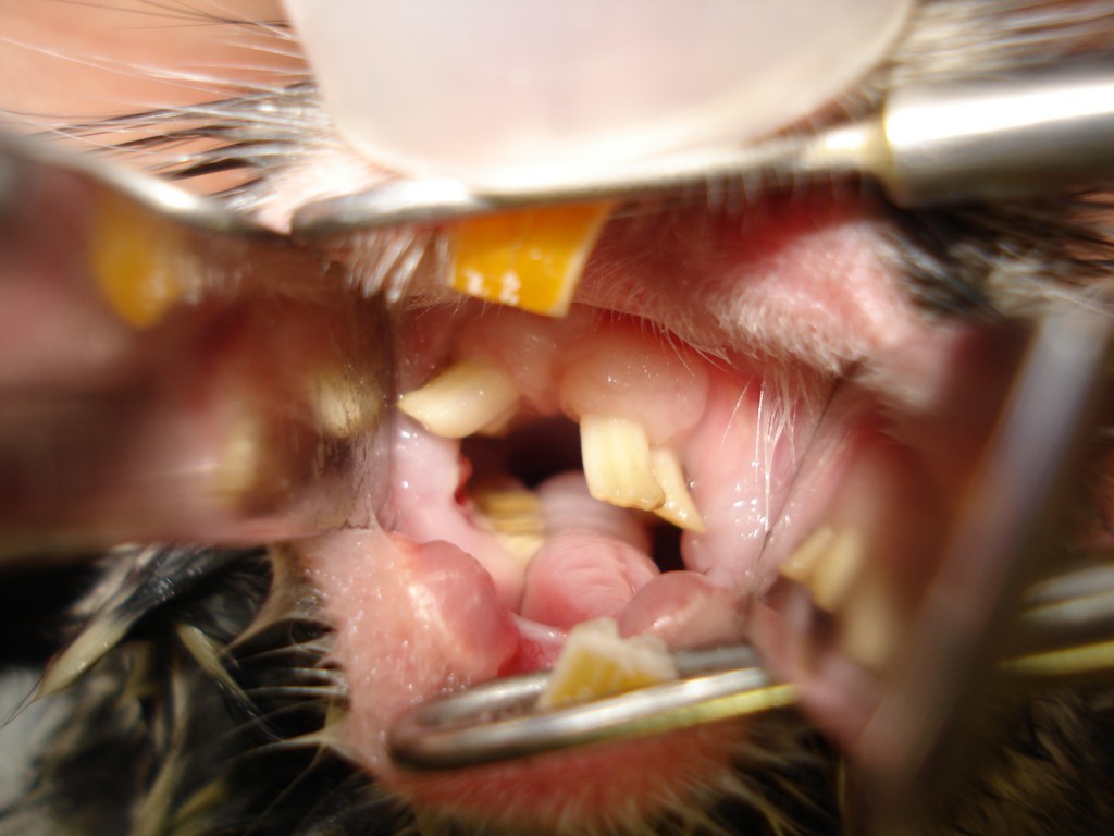 チンチラの奥歯 臼歯 の不正咬合 町田にある動物病院 エキゾチックアニマル専門病院