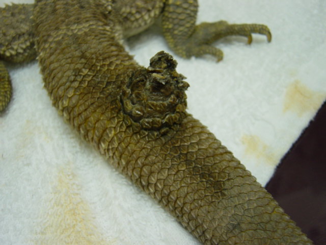 フトアゴヒゲトカゲの尾の腫瘤 町田にある動物病院 エキゾチックアニマル専門病院